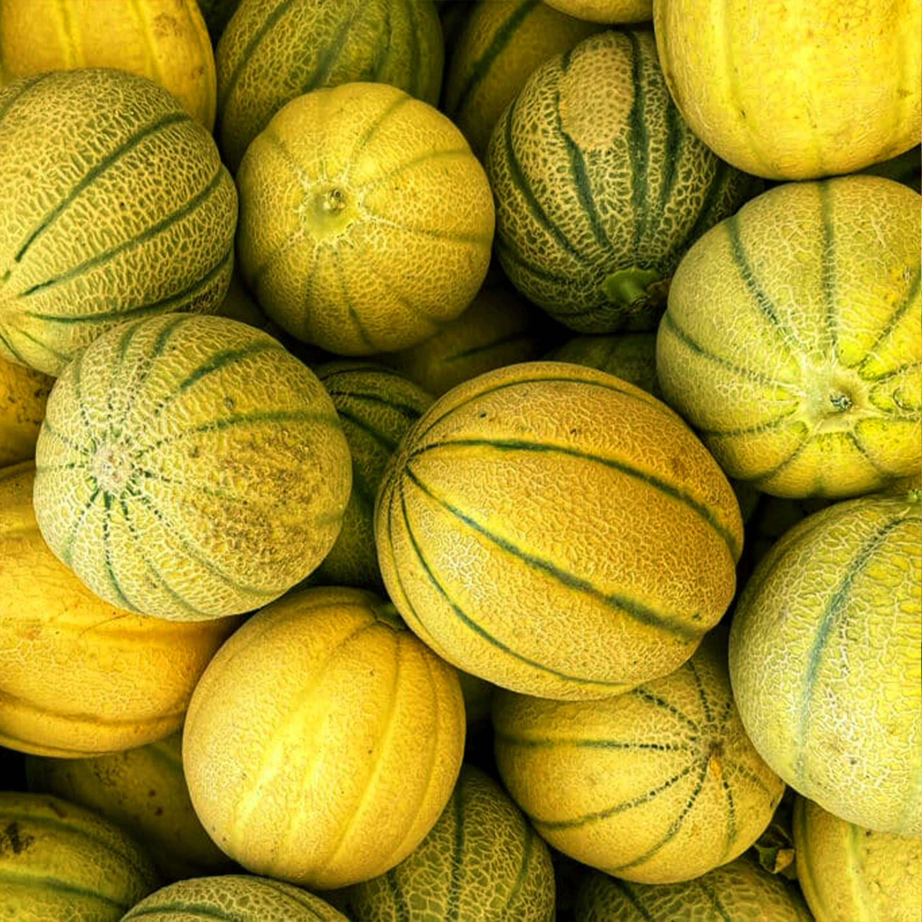 Cantalupo