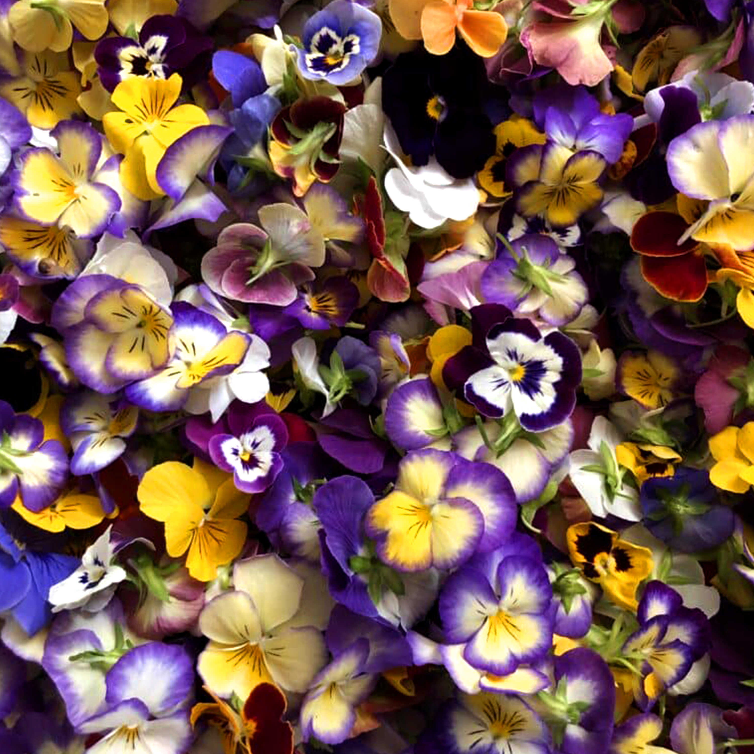 Fiori Edibili