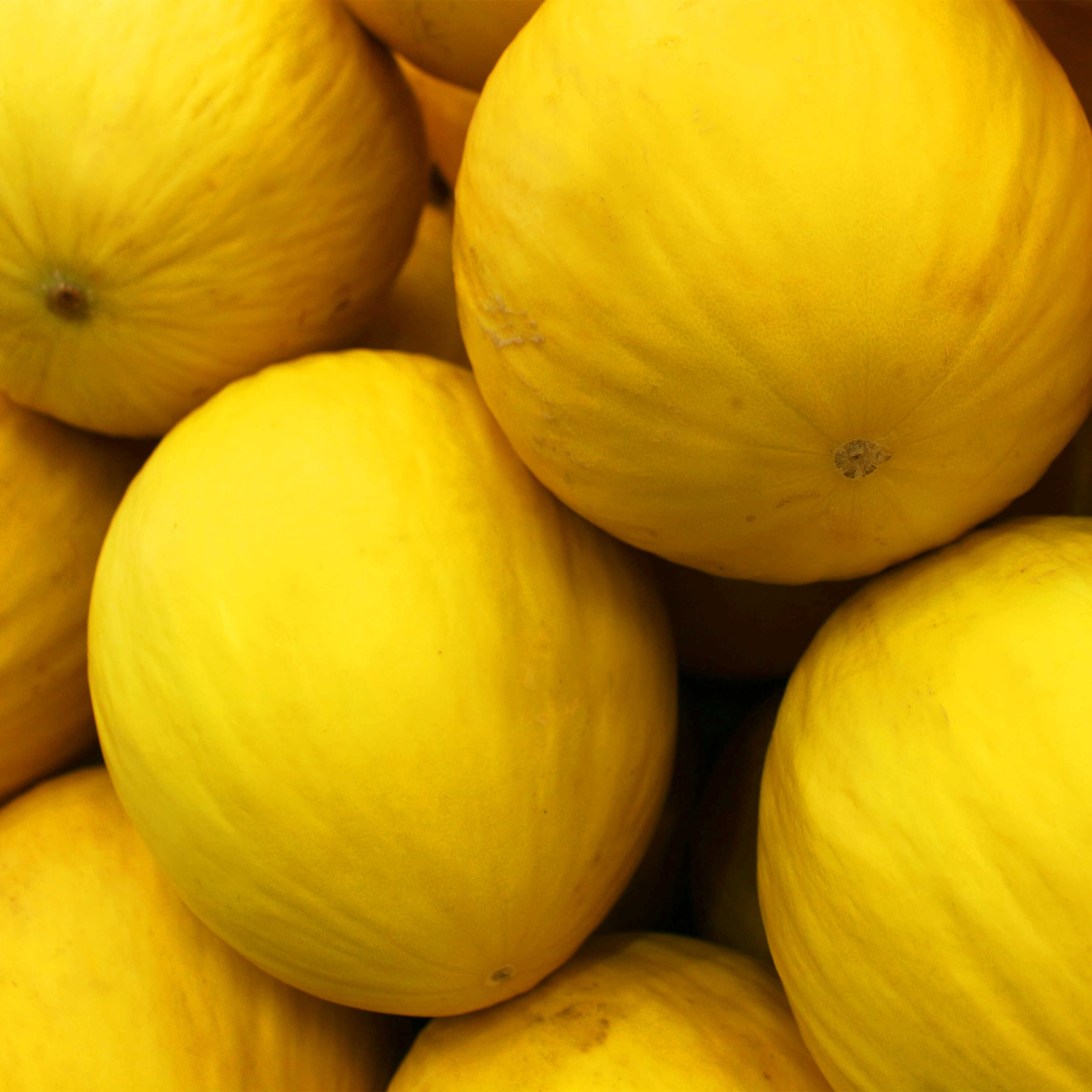 Melone Giallo