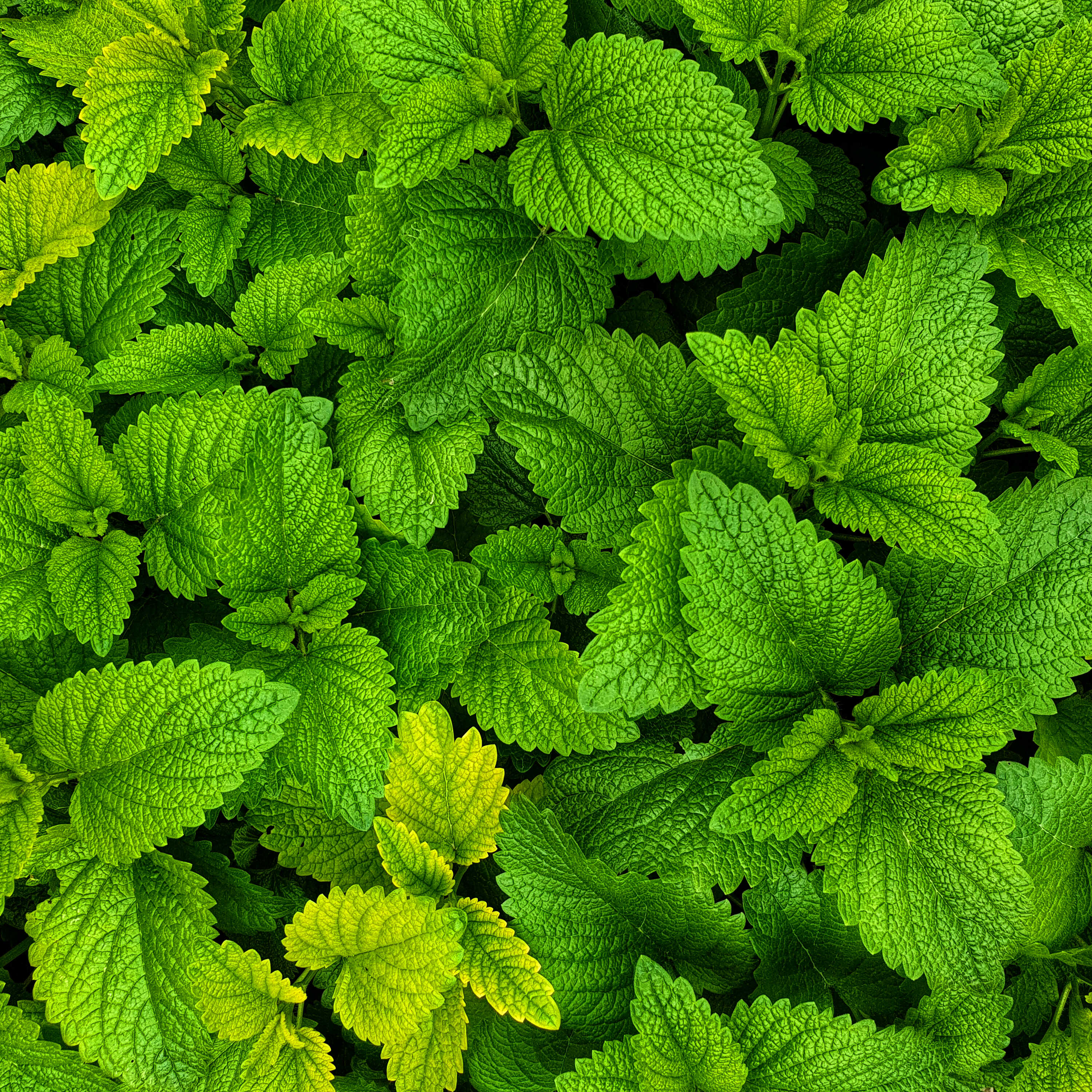 Menta