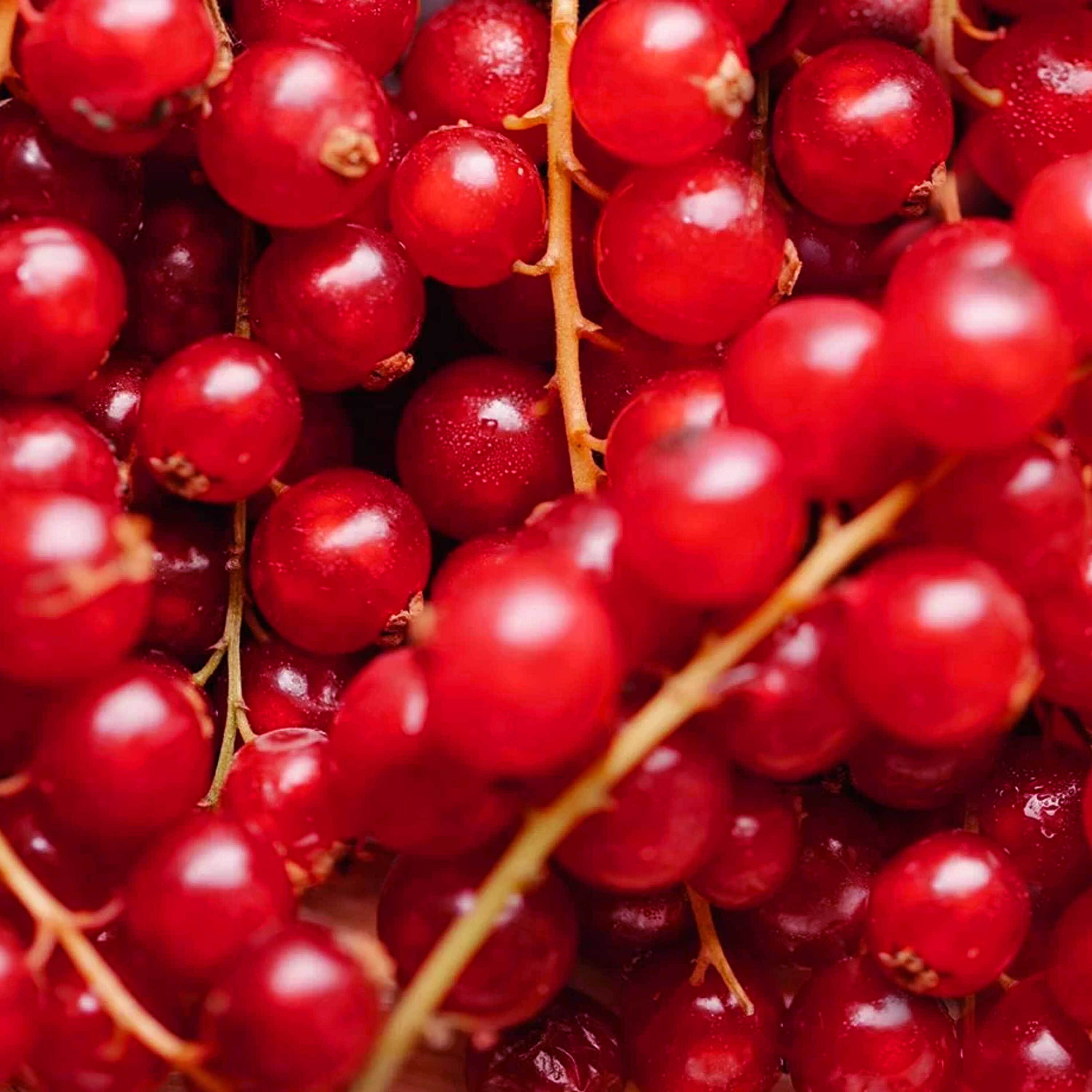 Ribes