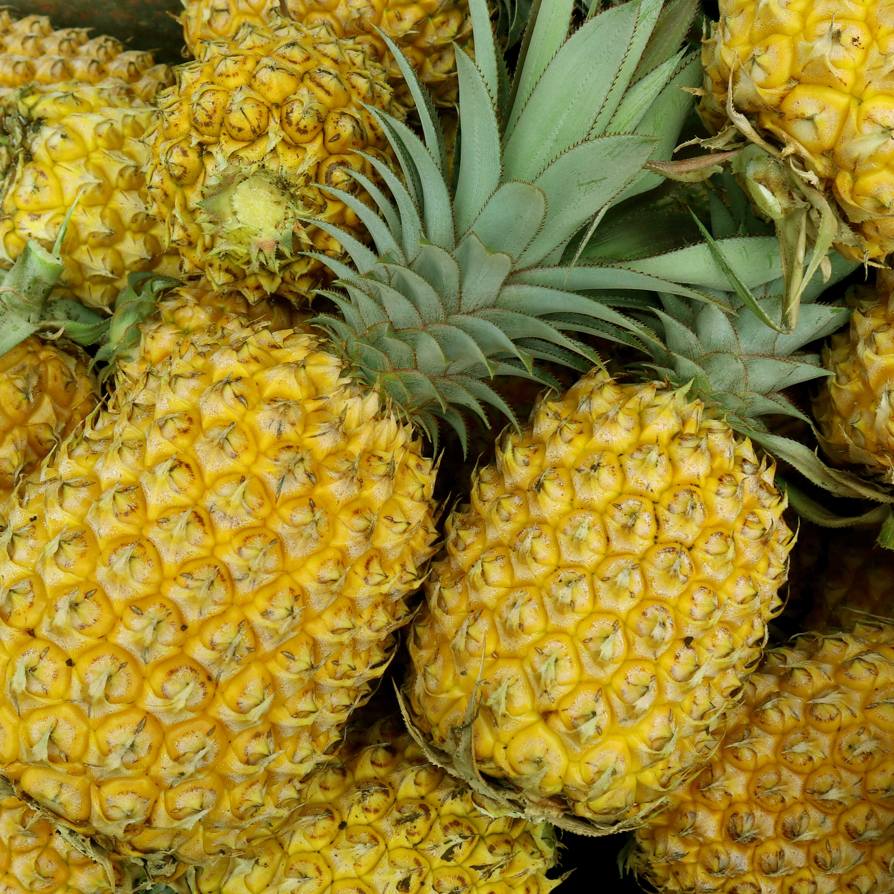 Ananas 
