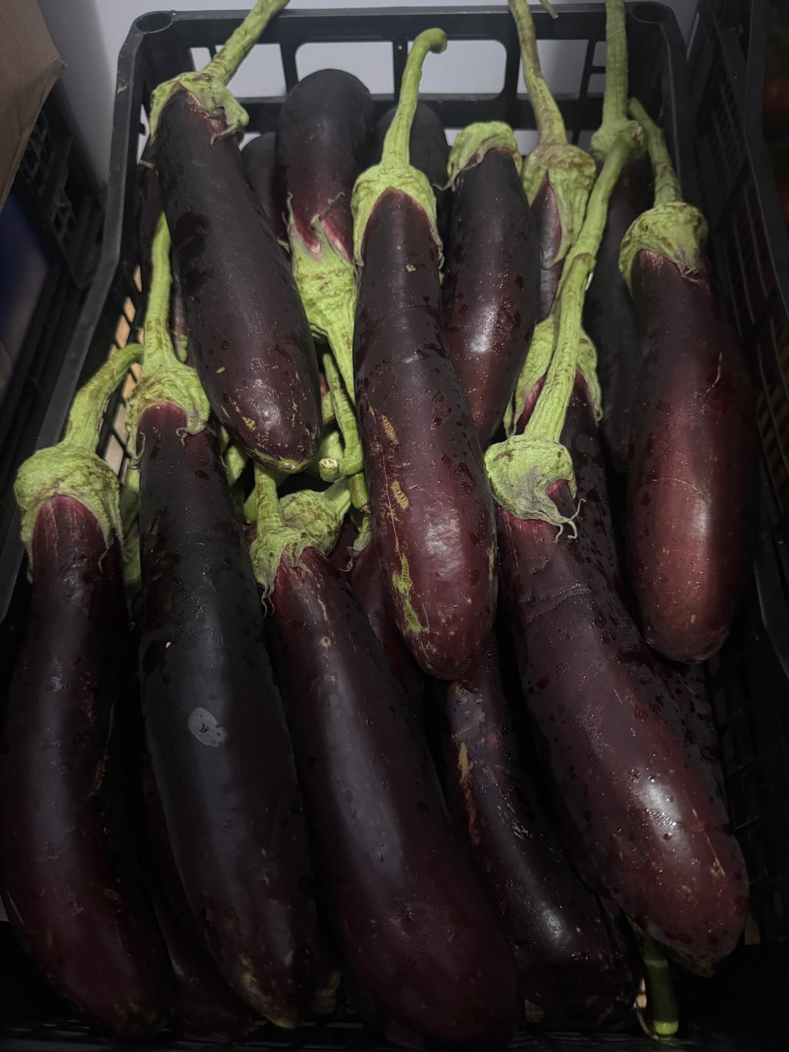 melanzane lunghe