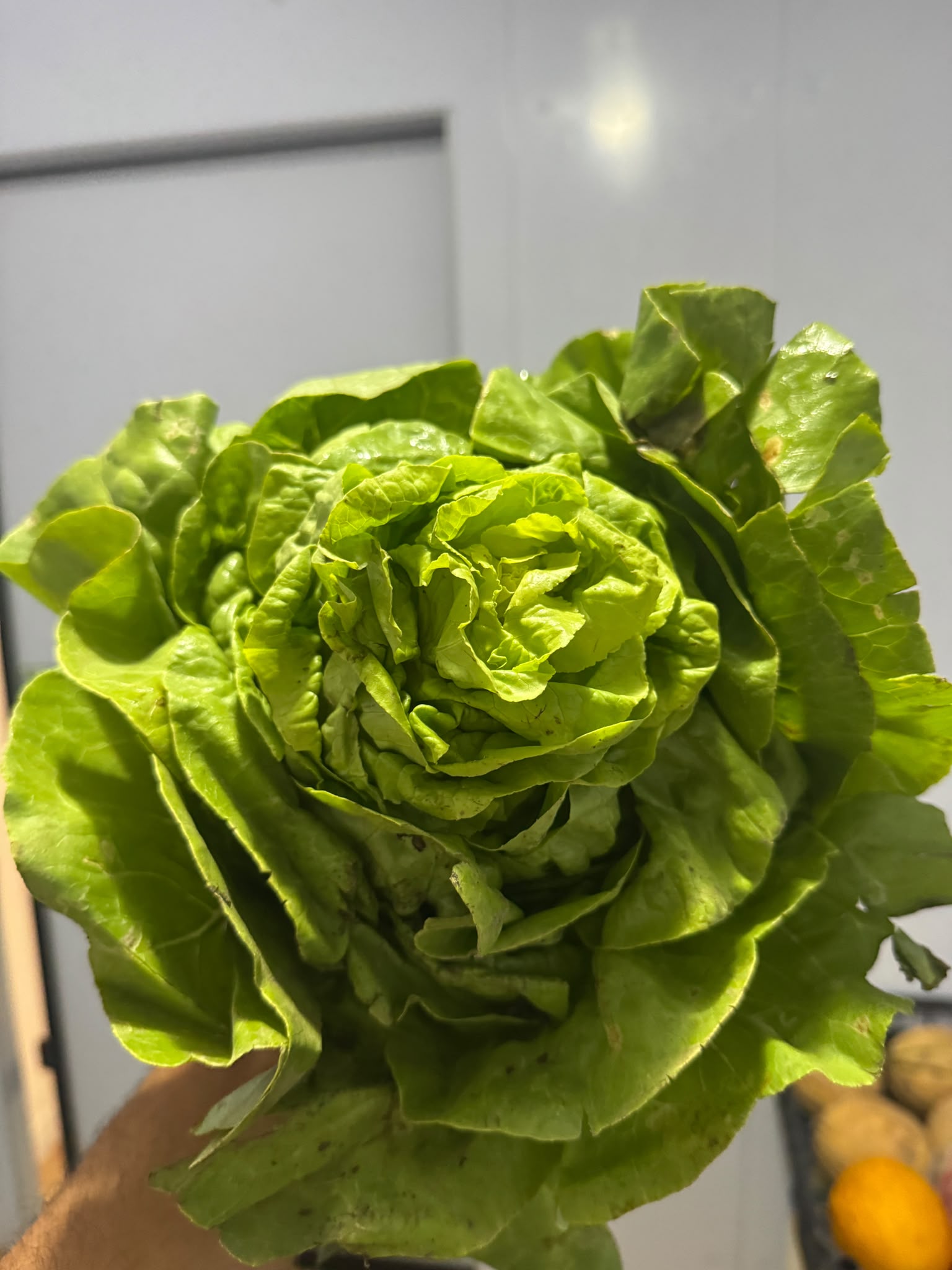 insalata