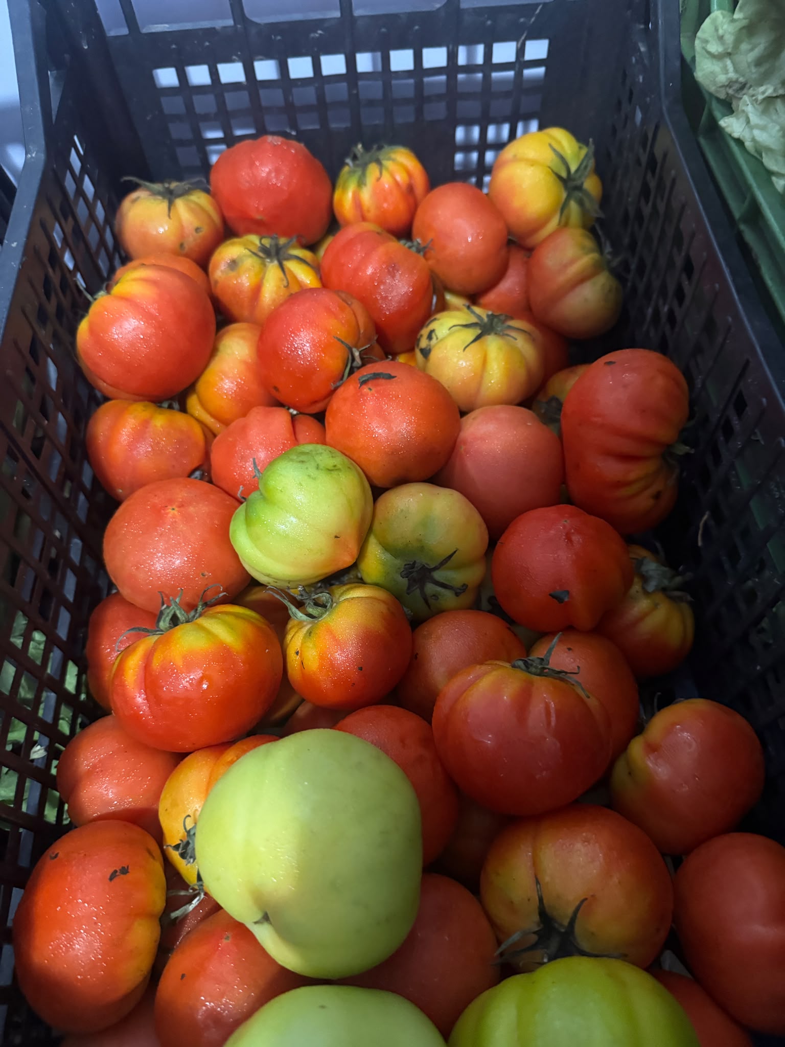 pomodori insalata