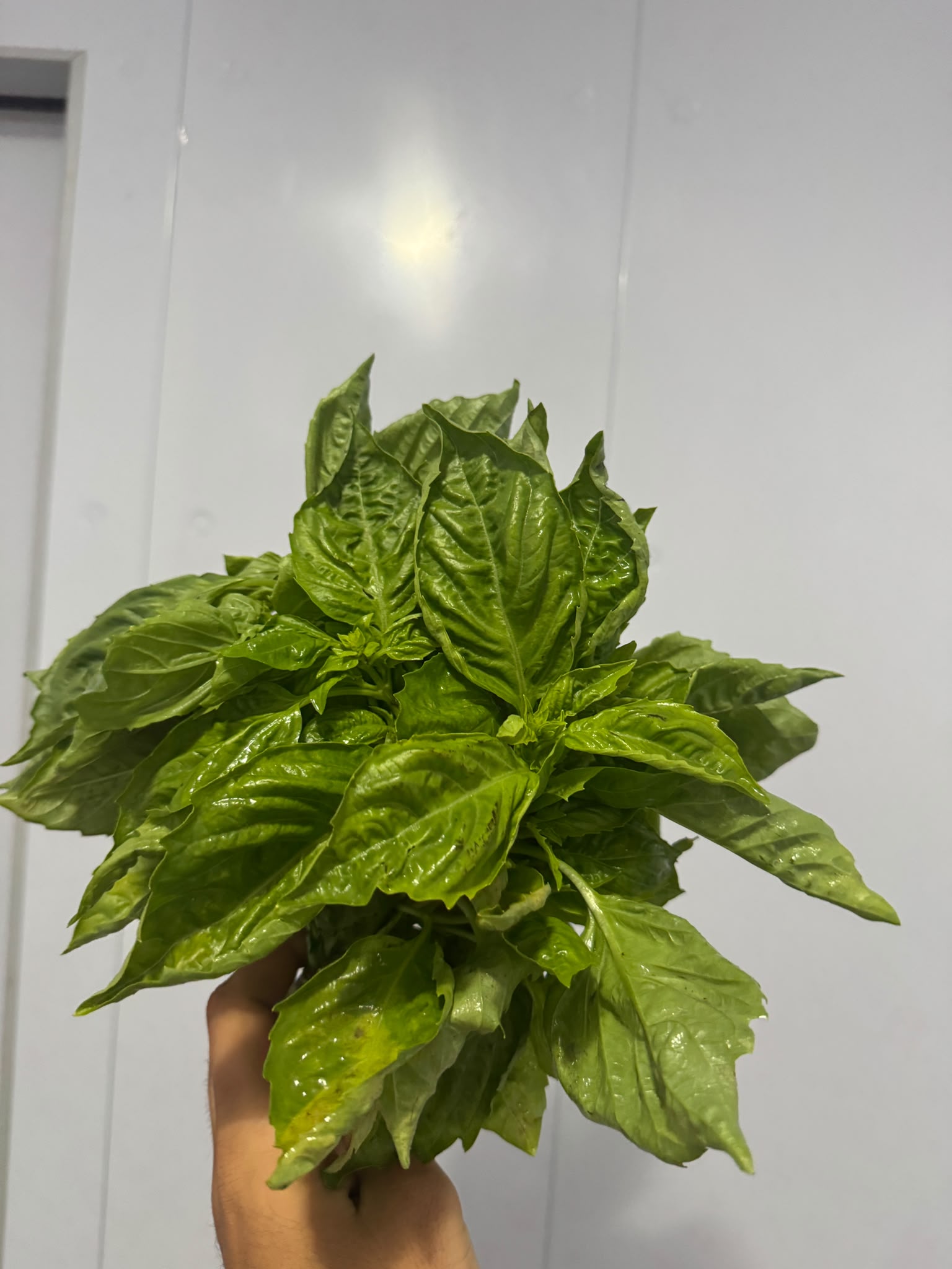 basilico